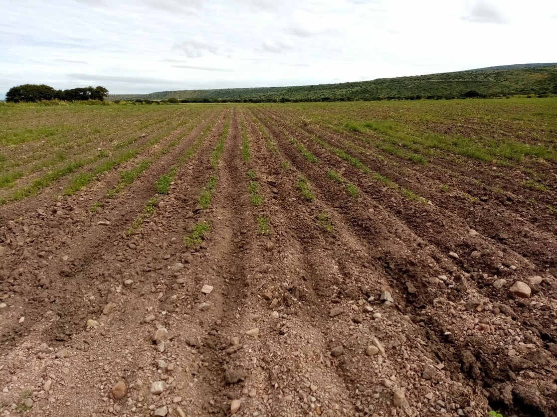 Productores de frijol del municipio de Poanas, Durango, resultaron afectados por la sequía que azotó a cientos de agricultores que no recibieron apoyo de Segalmex, pues el estado se encuentra vetado para recibir subsidios. Foto Saúl Maldonado 