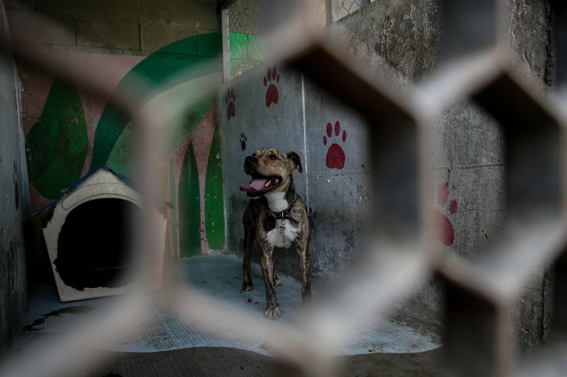 Estudios de restos óseos de los perros brindan información de los asentamientos de los primeros seres humanos en América del Norte. Foto Xinhua / Archivo