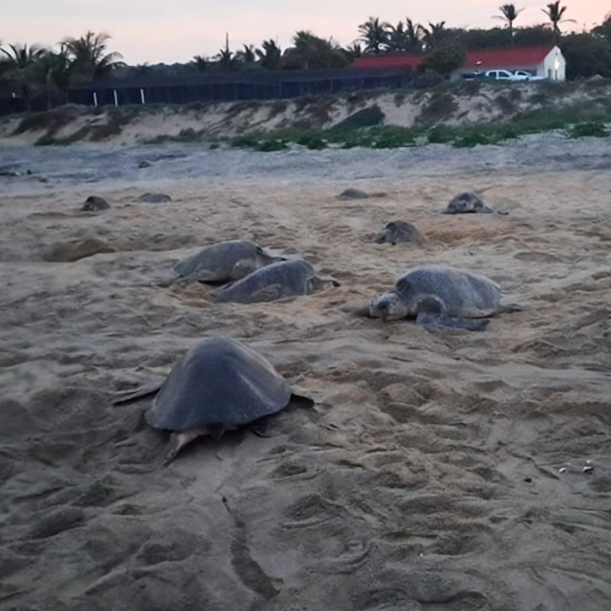 Liberación de tortuga golfina en imagen de archivo. Foto 