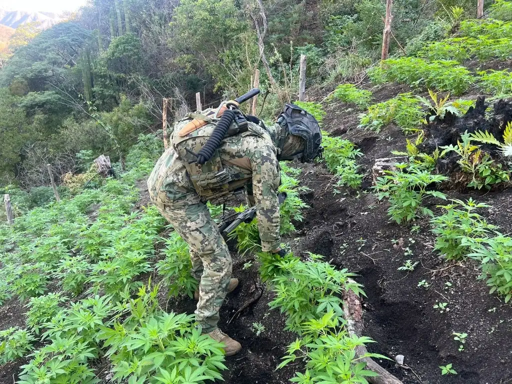 Los plantíos de mariguana fueron localizados en inmediaciones de los municipios de Jala, Ixtlán del Río y Santa María del Oro. Foto Semar