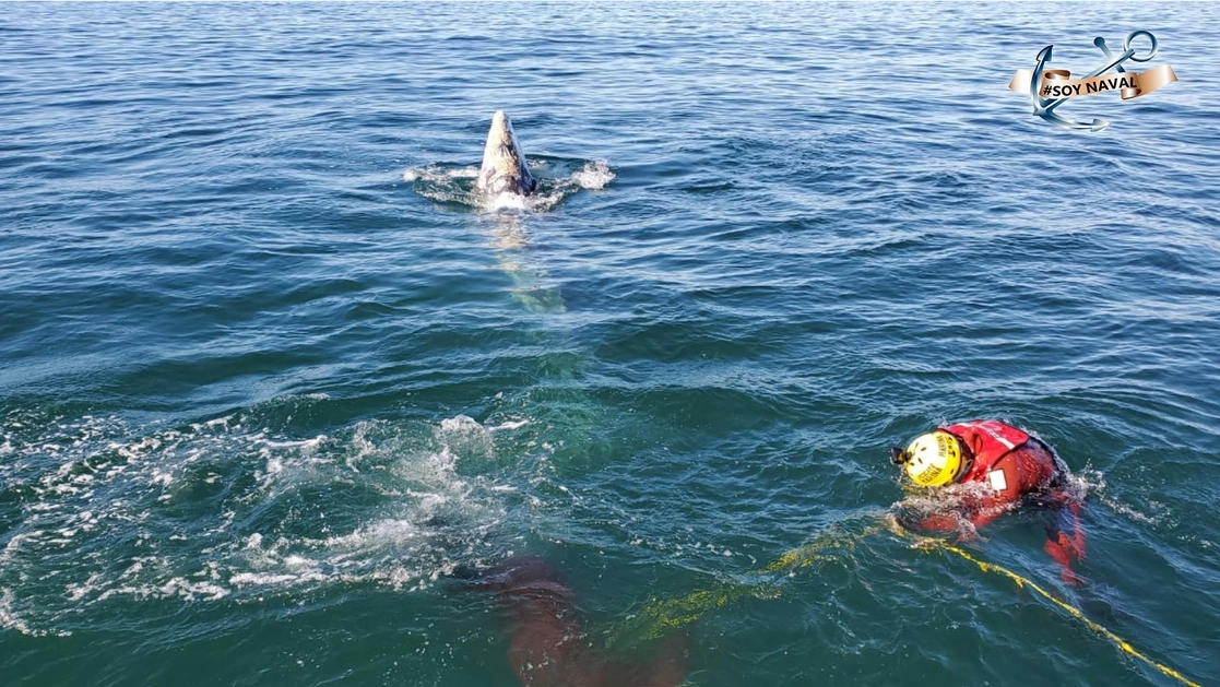 Elementos de la Semar realizan labores para rescatar a una ballena jorobada que quedó atrapada en una red de pesca en Ensenda. Foto Semar