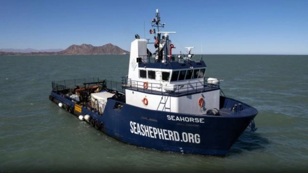 ea Shepherd Conservation Society, firmaron lo que consideraron "un histórico convenio de conservación de especies en peligro de extinción. Foto La Jornada / archivo