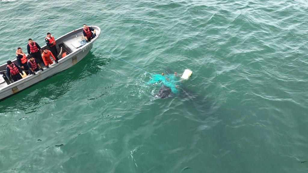 Todas las embarcaciones autorizadas para navegar en esta zona tendrán que contar con un sistema de monitoreo, a prueba de manipulaciones, para registrar sus movimientos, y serán inspeccionadas por las autoridades, tanto al salir a la mar como en el desembarque. Foto cortesía de Semar 