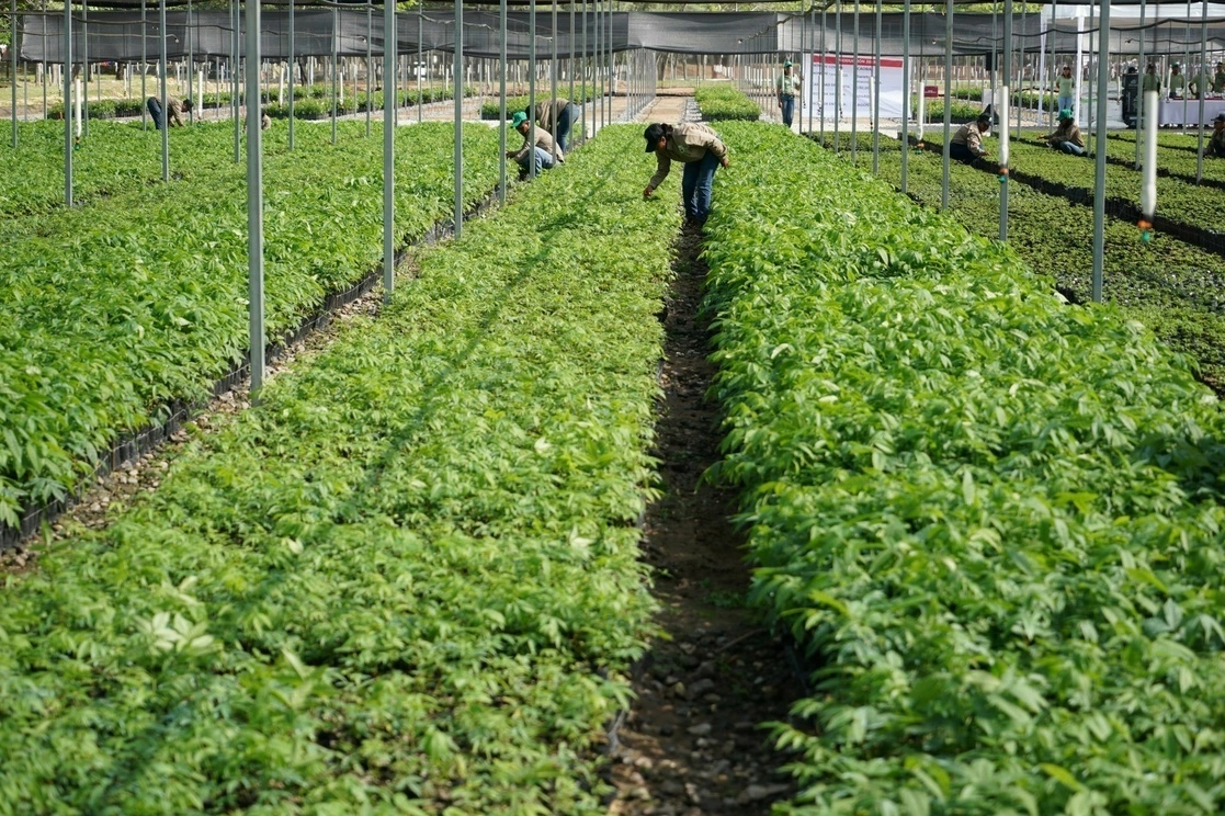 Cultivo del programa Sembrando Vida, en instalaciones de la 29 Zona Militar, ubicadas en Minatitlán, Veracruz. Foto Cuartoscuro / Archivo