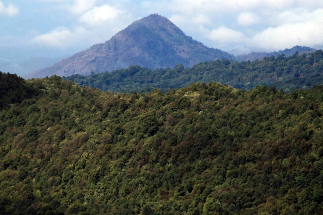 Los bosques del país –cuya extensión en el país es de alrededor de 64 millones de hectáreas–, han ido a la baja. Foto Cuartoscuro / Archivo