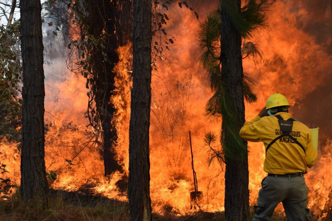 Los siniestros han dejado siete mil 847 hectáreas afectadas, de las cuales el 15 por ciento han sido de arbolado y renuevo, de hojarasca, pastizales y arbustos. Foto cortesía Secretaría de Medio Ambiente de Michoacán