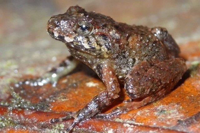 La rana ladrona de Miles ('Craugastor milesi') endémica de Honduras, que se creía extinta, fue redescubierta en 2008. Foto Tom Brown vía Europa Press