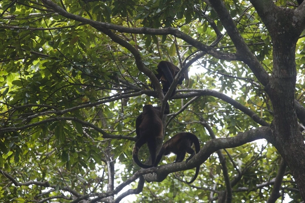 Explicó que autoridades federales, estatales y municipales trabajan de manera coordinada con el sector académico y centros zoológicos de la región, para atender la muerte de ejemplares de vida silvestre en Tabasco y Chiapas reportados en los últimos días. Foto Cuartoscuro / archivo