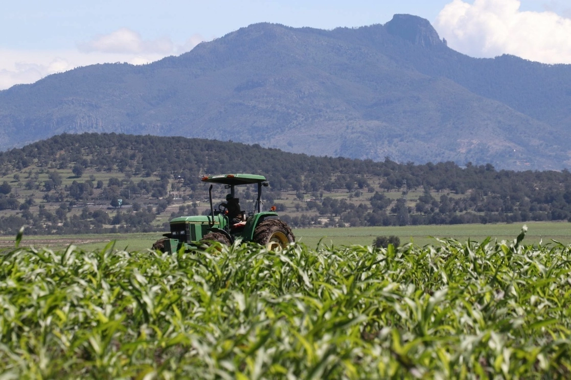 No hay certeza de que Segalmex entregó apoyo a la población objetivo: pequeños y medianos productores de maíz, frijol, arroz, trigo panificable y leche. Foto Cuartoscuro / Archivo