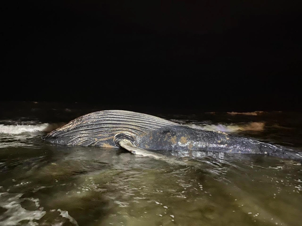 La ballena encalló la noche del miércoles. Foto Profepa