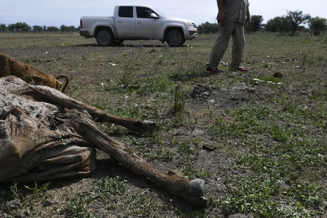 La falta de agua en la provincia de Santa Fe en Argentina ha provocado la muerte de muchos animales. Foto Ap