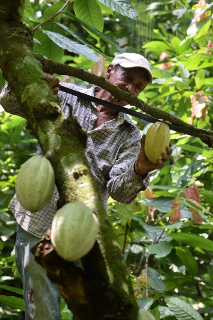 Productores de cacao en la región del Soconusco, en Chiapas. Foto Oscar León 



