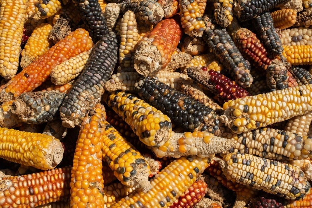 En abril empieza la temporada de siembra de semilla de maíz para su cosecha en agosto. Sin embargo, las sequías han afectado su producción. Foto Cuartoscuro / Archivo