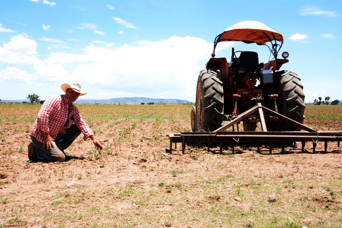 Campesinos de Zacatecas ven con tristeza que sus milpas están en riesgo por la falta de lluvias. Foto Alfredo Valadez
