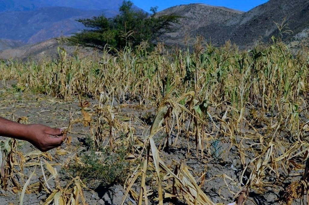 Milpas de maíz arruinadas por la falta de lluvias, una muestra de las afectaciones al sector agropecuario del norte de México por los efectos de la fuerte sequía y el cambio climático. Foto ‘La Jornada’