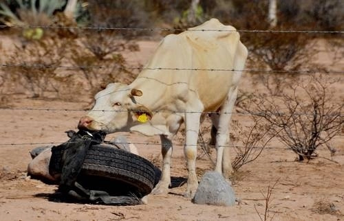 La falta de agua afecta diferentes zonas del país. Foto Miguel Ángel Reyna/ Archivo
