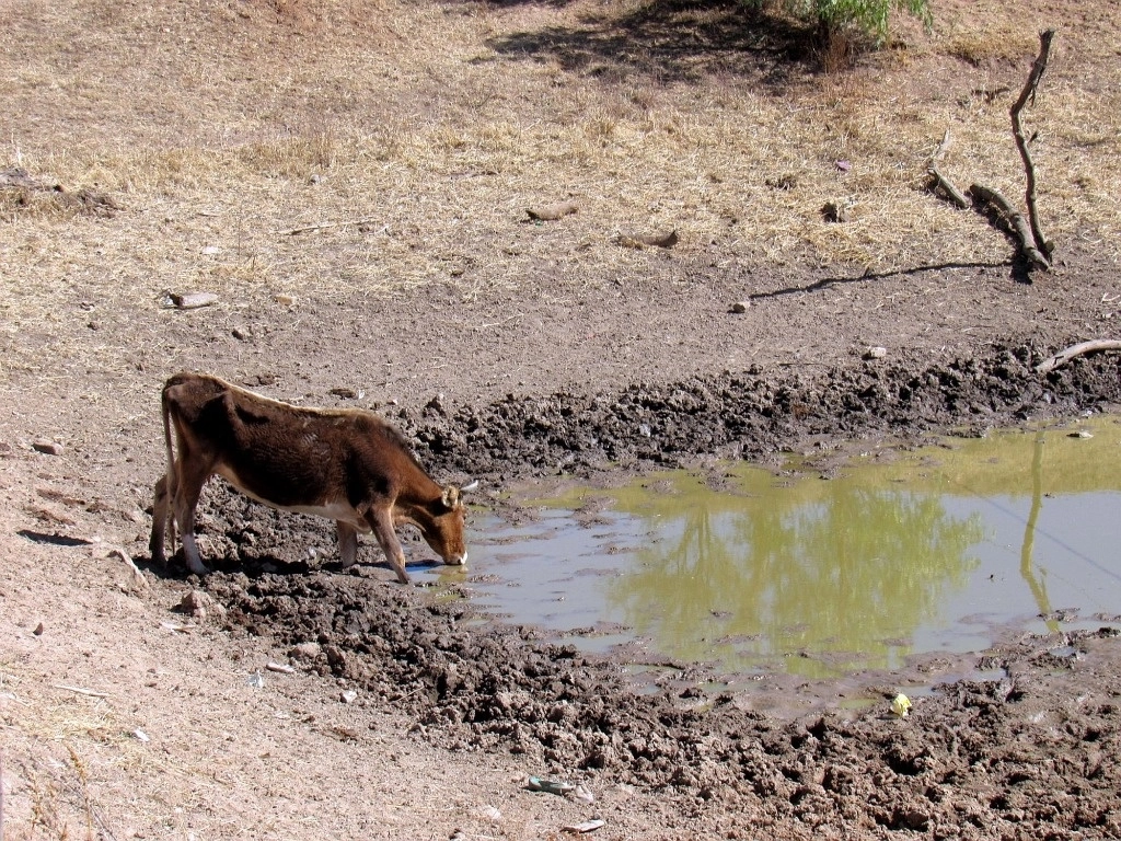 Cada año, la falta de lluvias abundantes ha provocado una crisis en el sector agropecuario de Zacatecas. Foto Alfredo Valadez/Archivo