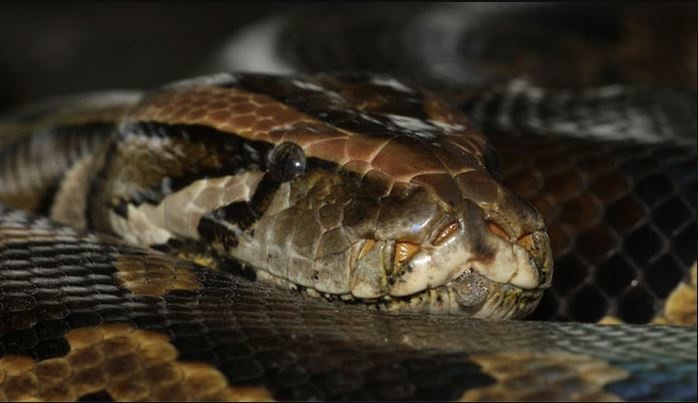 Farmed pythons improve protein for chicken or cattle