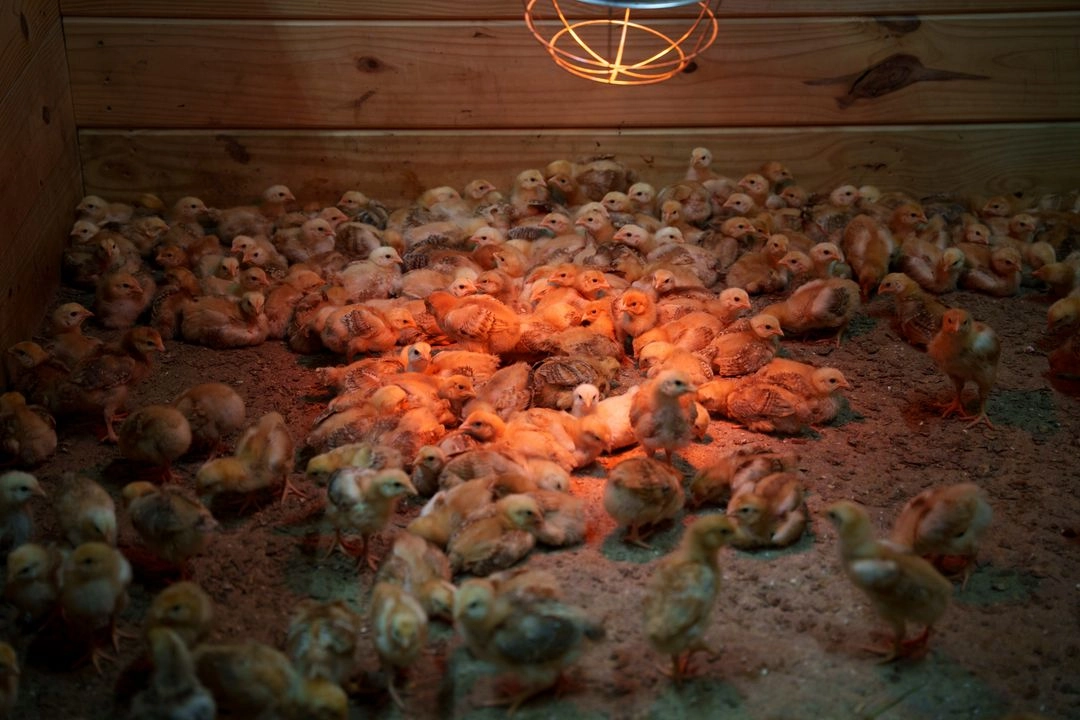 Cientos de pollitos se arremolinan en un establo en el First State Animal Center y la SPCA el viernes 16 de mayo de 2025, en Camden, Delaware. Foto