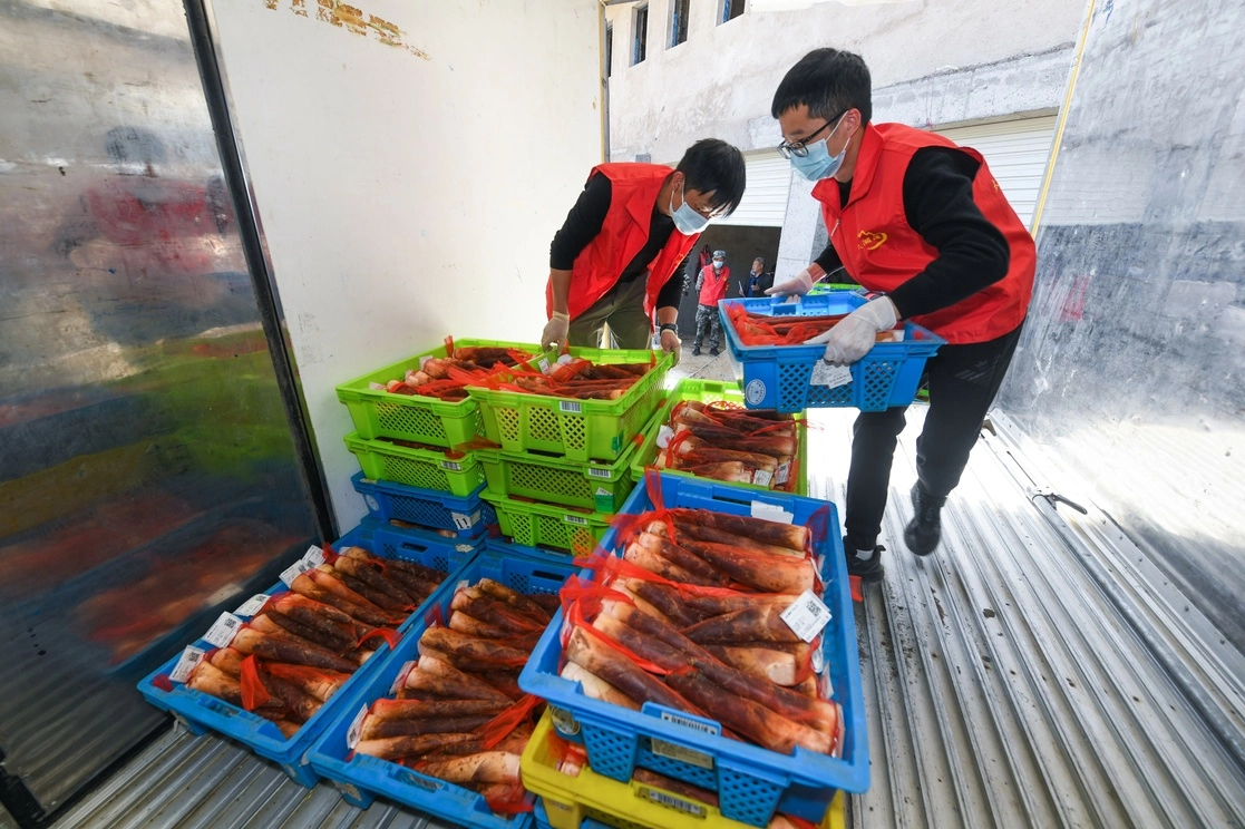 Voluntarios cargan brotes de bambú en Shangai. Foto Xinhua