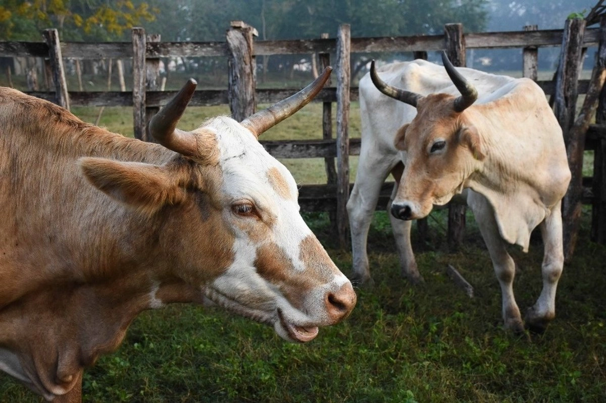 Cabezas de ganado en imagen de archivo. Foto 
