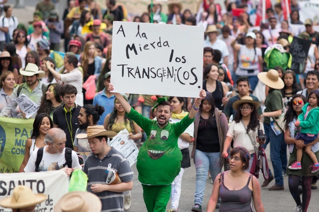 Uno de los estudios publicado en 2012 evidenció que el herbicida Roundup y un maíz transgénico, ambos propiedad de Monsanto, provocaban enfermedades. La imagen, durante el Carnaval del Maíz, en la Ciudad de México, en repudio a ese corporativo agro-industrial. Foto Pablo Ramos 



