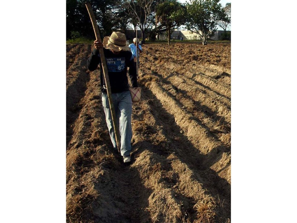 La falta de apoyos y los efectos del cambio climático son los principales factores que han mermado las cosechas, por lo que se prevé que este año se registre la menor producción de alimentos desde 2018. Un ejemplo de ello son Guerrero y Veracruz (en la imagen), donde miles de campesinos han dejado de trabajar la tierra debido también a la presión del crimen. Foto 