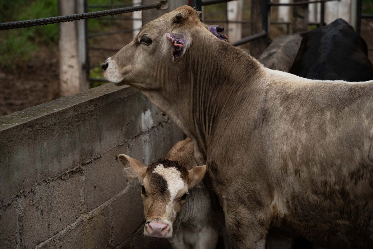  Autoridades de agrícultura de Estados Unidos señaló que no hay fecha definida para la reapertura de la frontera mexicana a las importaciones de ganado. Foto 