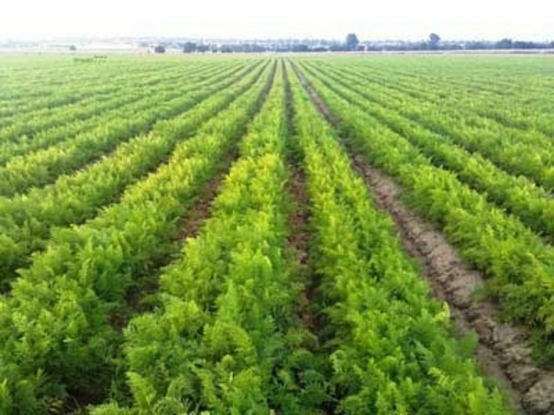 El control corporativo de la agricultura ha llevado a la hegemonía de un sistema agroalimentario industrial destructivo del medio ambiente. Foto tomada de 'La Jornada en el campo' / Archivo