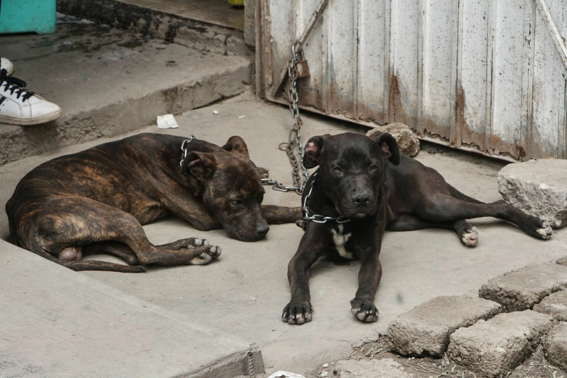 Perros abandonados en una vivienda de Ecatepec. Foto Cuartoscuro/ archivo