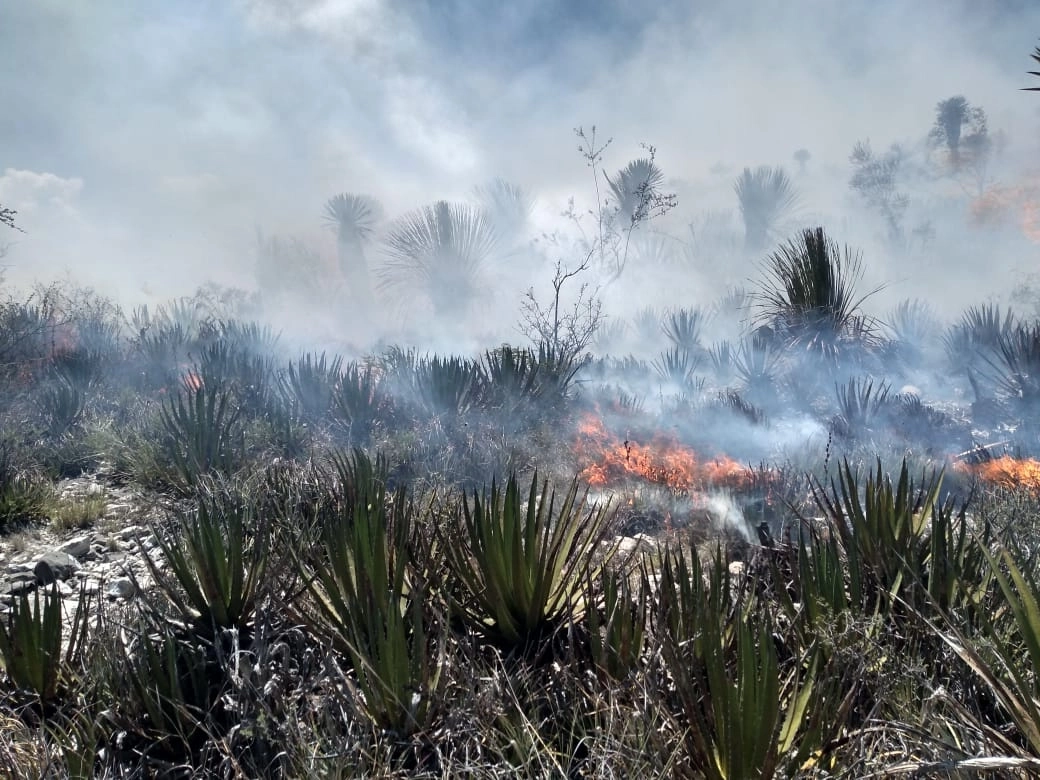 La Comisión Nacional Forestal informó que los incendios forestales en Tamasopo, Charcas y El Naranjo ya han sido controlados. Foto cortesía de Protección Civil del San Luis Potosí
