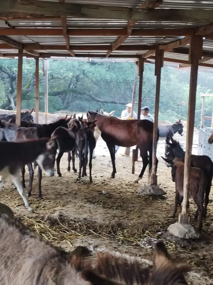 Refugio de animales requiere apoyos. Foto Cortesía