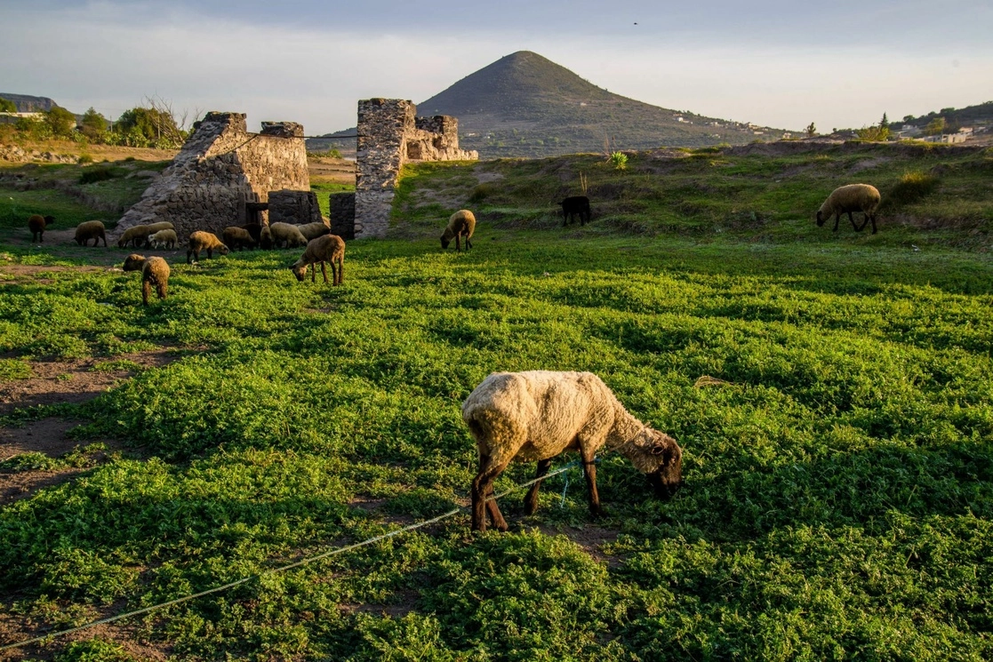 La Presa El Durazno se ha secado totalmente debido al severo periodo de estiaje que vive el territorio nacional, pobladores de la zona se dicen preocupados de que esta situación sea permanente ya que su ganado y ellos dependen del vital líquido que aquí se almacenaba. Foto Cuartoscuro 