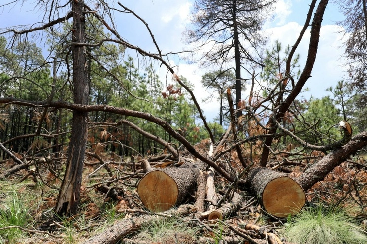 El bosque del paraje La Joya del Gato, ubicado en los límites de la alcaldía Tlalpan y el estado de Morelos, se encuentra en peligro de desaparecer por la tala clandestina. Foto Roberto García Ortiz