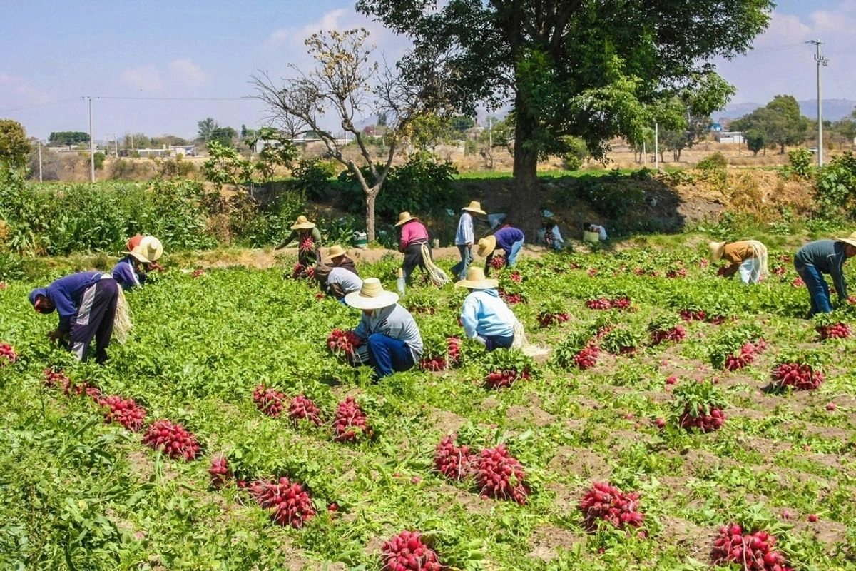 Sector agropecuario en campos de siembra de Puebla, en imagen de archivo. Foto
