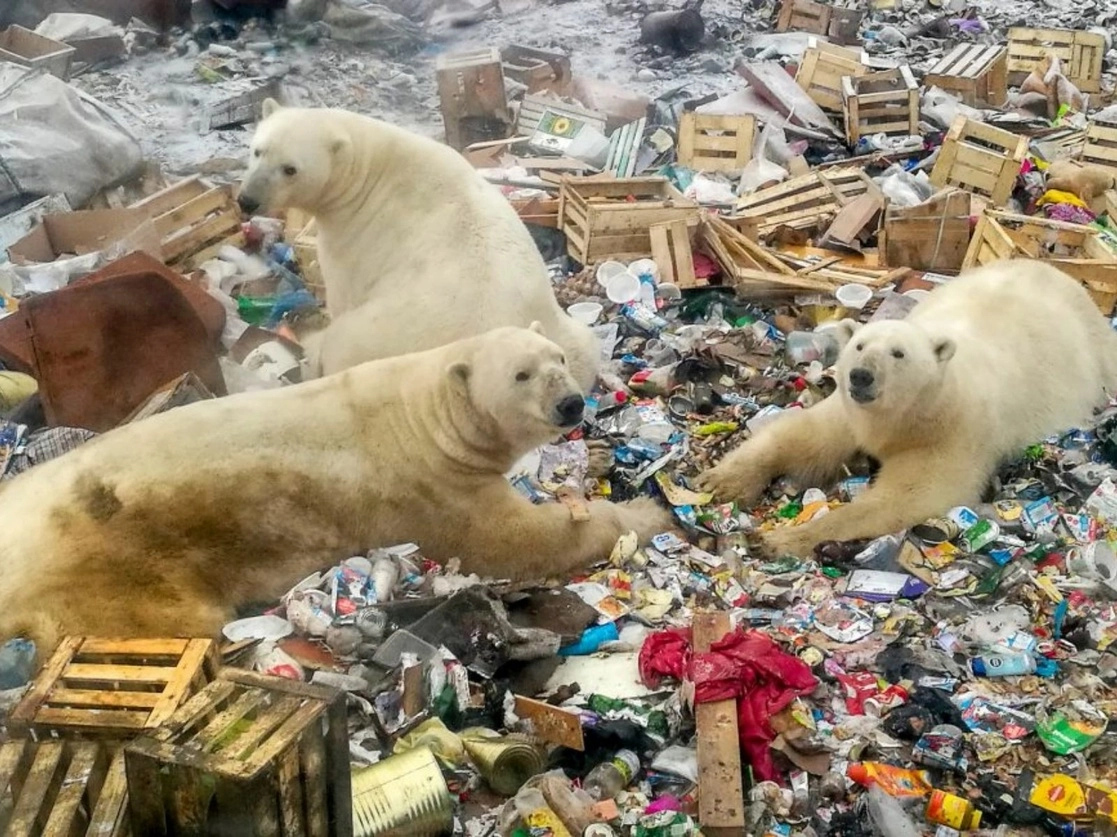 Osos polares se alimentan en un basurero cerca de la aldea de Belushya Guba, en el remoto archipiélago del norte de Rusia Novaya Zemlya. Foto Afp / Archivo