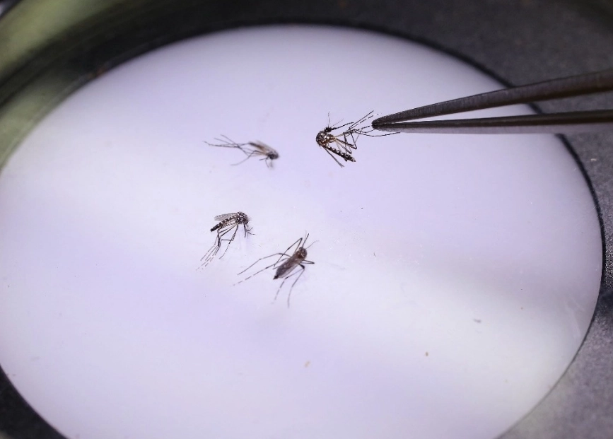 Hay un incremento mundial en la incidencia de dengue en el mundo y en la actualidad México ocupa el tercer lugar en casos reportados. Foto Afp /Archivo