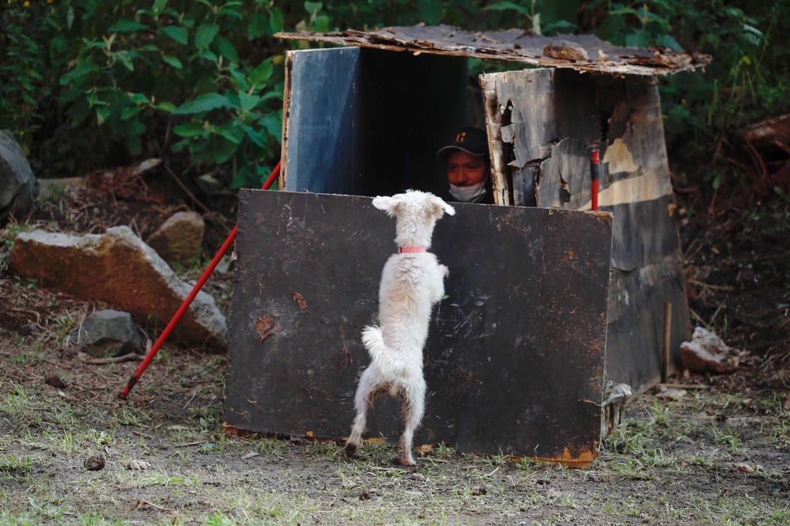 La Unidad de Especializada de Protección Animal de Hermosillo, Sonora, atenderá casos graves de maltrato contra los animales de compañía. Foto Cristina Rodríguez / Archivo
