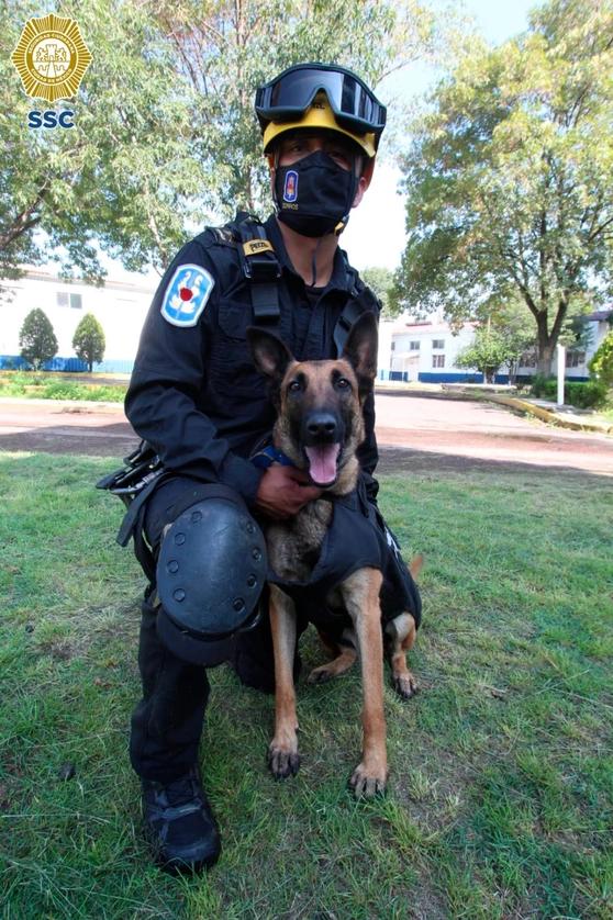 Los perros policías de la SSC están entrenados para rastreo por olfato. Foto SSC
