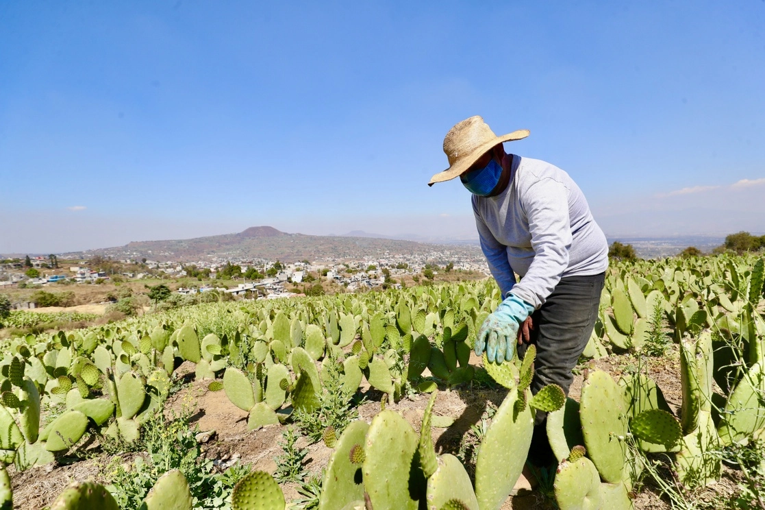 La STPS enfocará las verificaciones en centros de trabajo donde exista mayor vulnerabilidad de los derechos laborales, como el sector agrícola y minero. Foto Luis Castillo / Archivo