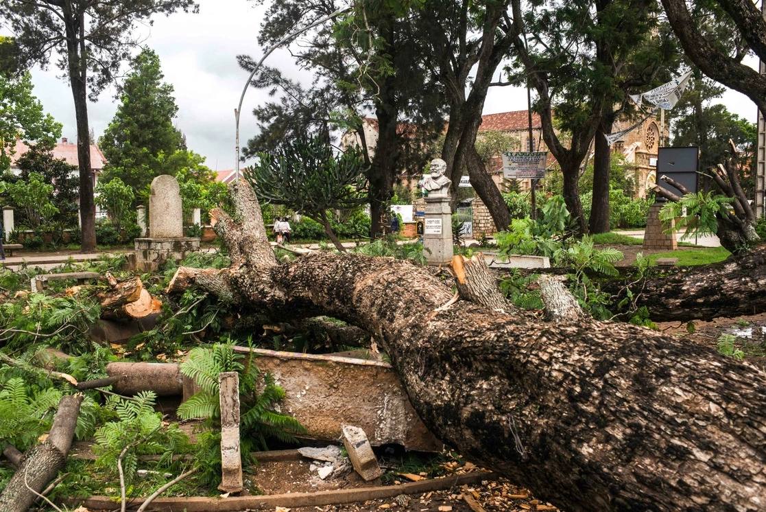 Árbol arrancado de raíz en un parque público de Antsirabe, Madagascar, tras el paso del ciclón ‘Batsirai’, el 6 de febrero de 2022. Foto Afp 