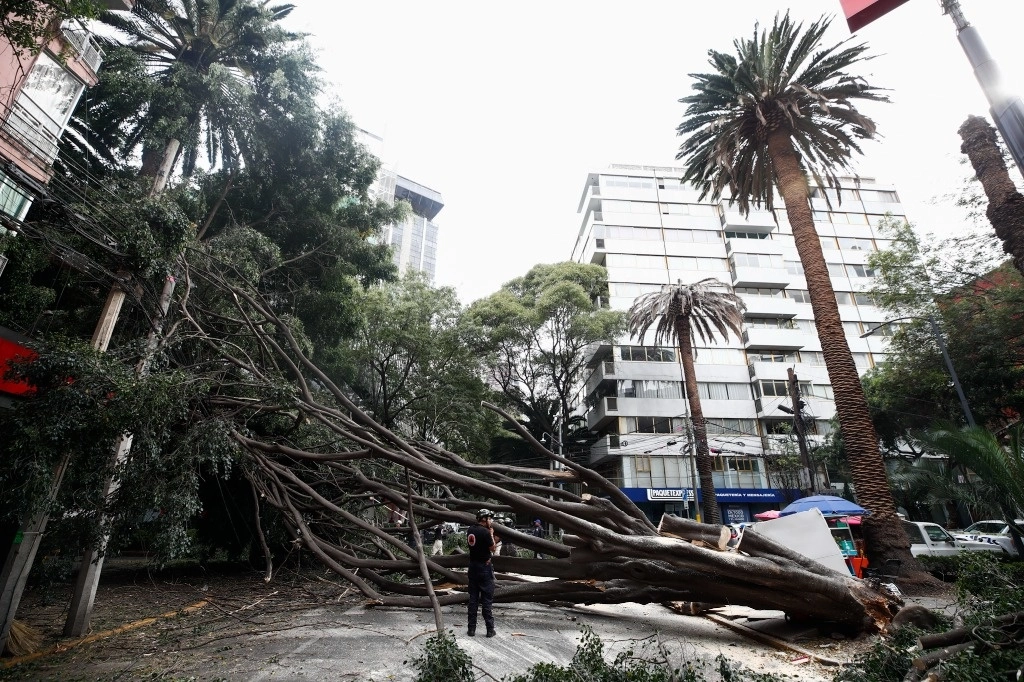 Un árbol de 20 metros de largo cayó en la calle Spencer, esquina Euler, colonia Polanco, en Miguel Hidalgo. Foto Víctor Camacho
