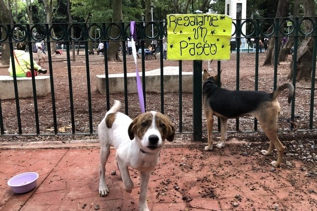 Se estima que la Procuraduría Ambiental recibe en promedio mil quejas al año por maltrato animal. Foto Luis Castillo/Archivo