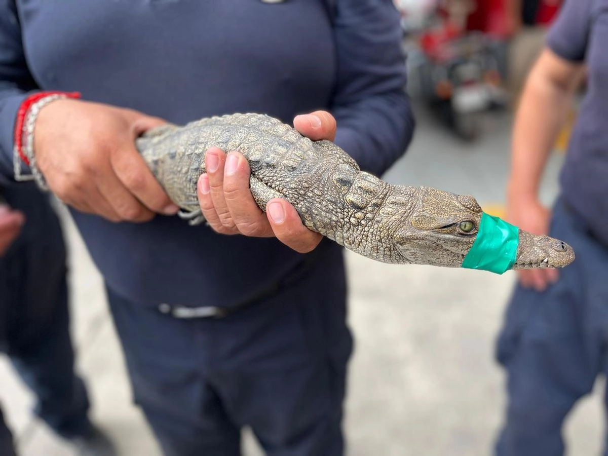 Cocodrilo es hallado en casa con restos de pollo en Cuautitlán Izcalli. Foto
