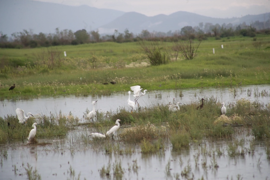 Aves en la laguna Xalapango, en el municipio de San Salvador Atenco, Estado de México. Foto Luis Castillo / Archivo 

