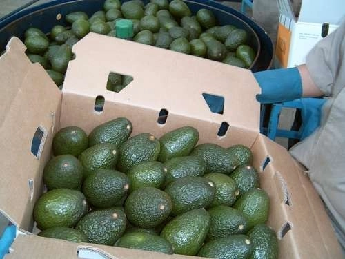La producción de aguacate en Michoacán está sustentada, en su mayoría, en micro y pequeños productores. Foto Notimex /Archivo