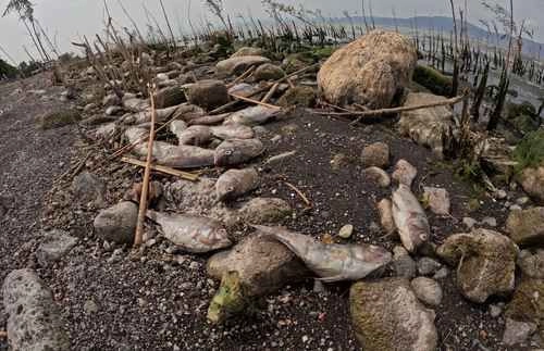 Autoridades ambientales de Jalisco y especialistas señalan que la mortandad de peces en Chapala es un fenómeno que ocurre con el inicio de la temporada de lluvias. Foto