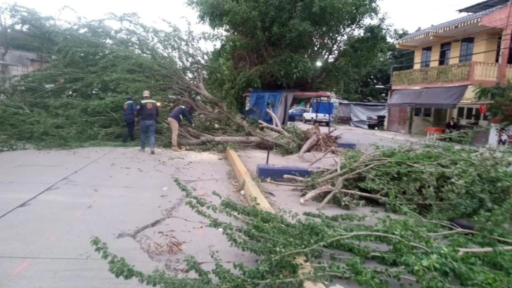 Debido a los fuertes vientos ocasionados por el frente frío 25 cayeron árboles en varios municipios de Veracruz, el 10 de enero de 2024. Foto Eirinet Gómez
