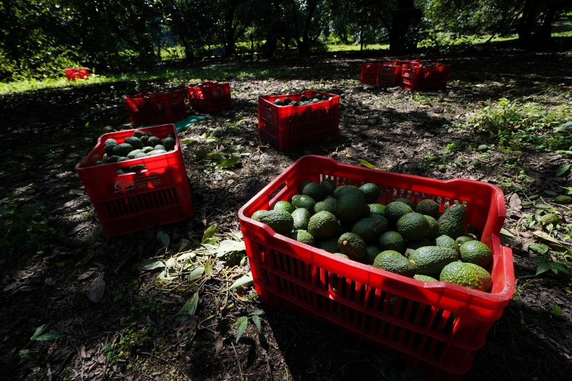 En seis semanas, productores de Michoacán han exportado a EU 135 mil toneladas de aguacate. Foto Cuartoscuro
