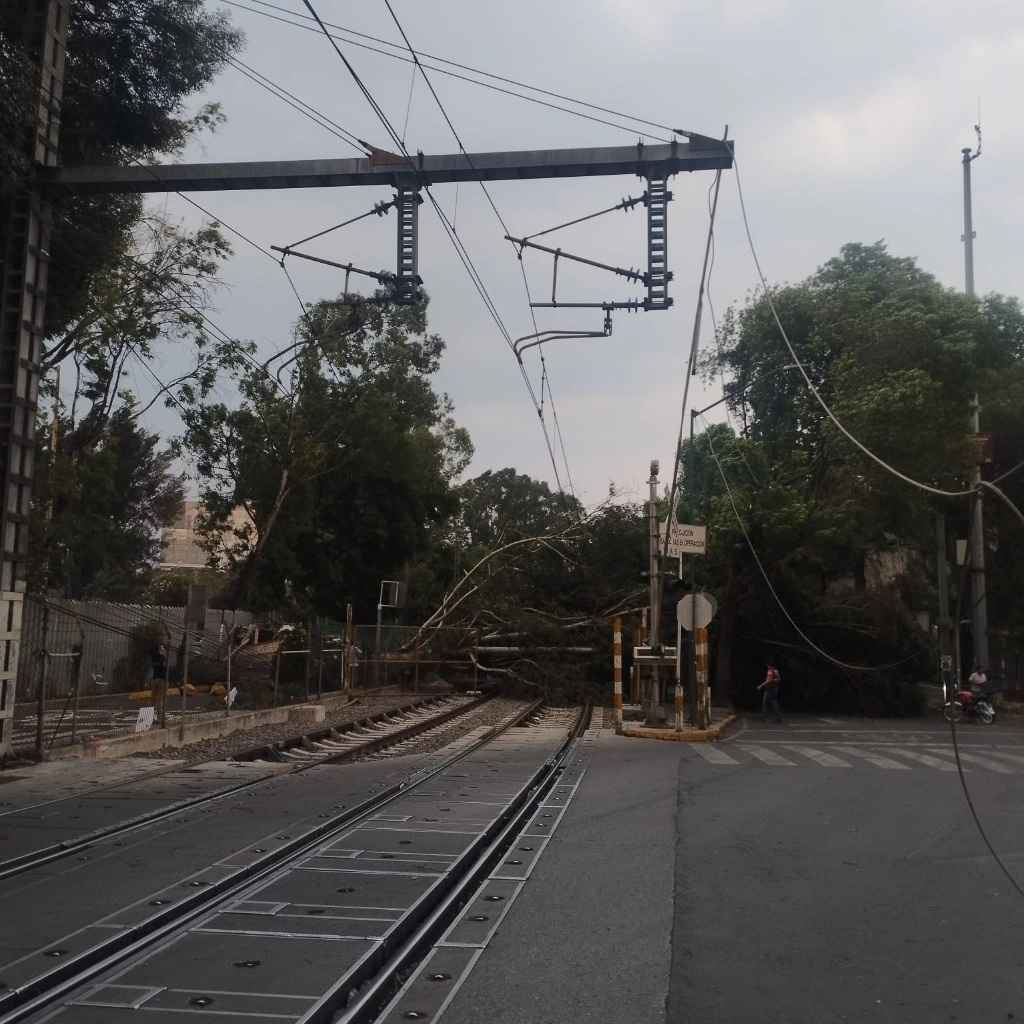 El árbol derribó cableado de catenarias del Tren Ligero. Foto del perfil de X del sistema de transporte